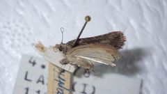 Bryophila raptricula