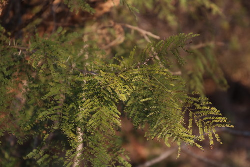 Image of Vachellia davyi by (c) Tony Rebelo, some rights reserved (CC BY-SA)