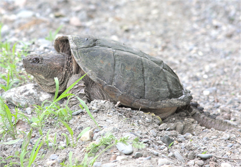 Common Snapping Turtle from Windham County, US-VT, US on June 8, 2011 ...