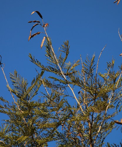 Image of Vachellia davyi by (c) Tony Rebelo, some rights reserved (CC BY-SA)