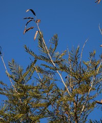 Vachellia davyi