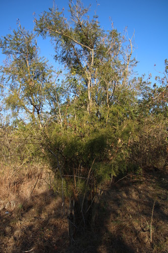 Image of Vachellia davyi by (c) Tony Rebelo, some rights reserved (CC BY-SA)