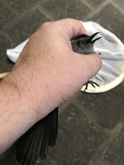 Dumetella carolinensis