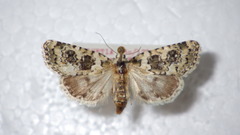 Bryophila domestica