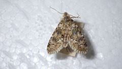 Bryophila domestica