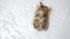 Bryophila domestica