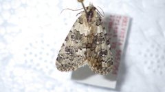 Bryophila domestica