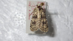 Bryophila domestica