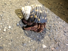 Coenobita brevimanus