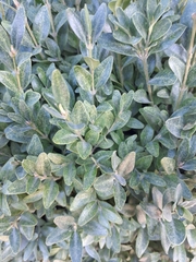 Buxus