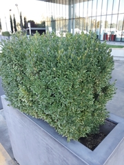 Buxus
