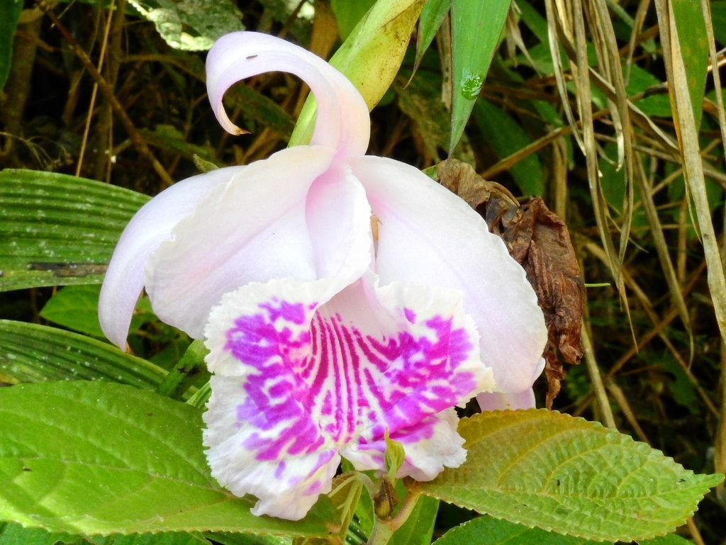 Sobralia rosea