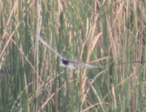 Chlidonias leucopterus