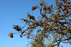 Dichrostachys cinerea nyassana