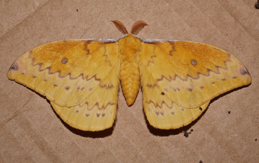 Syntherata escarlata