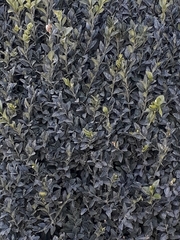Buxus