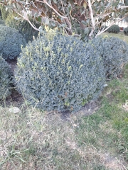 Buxus