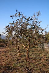 Dichrostachys cinerea nyassana