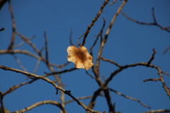 Pterocarpus angolensis