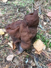 Gyromitra