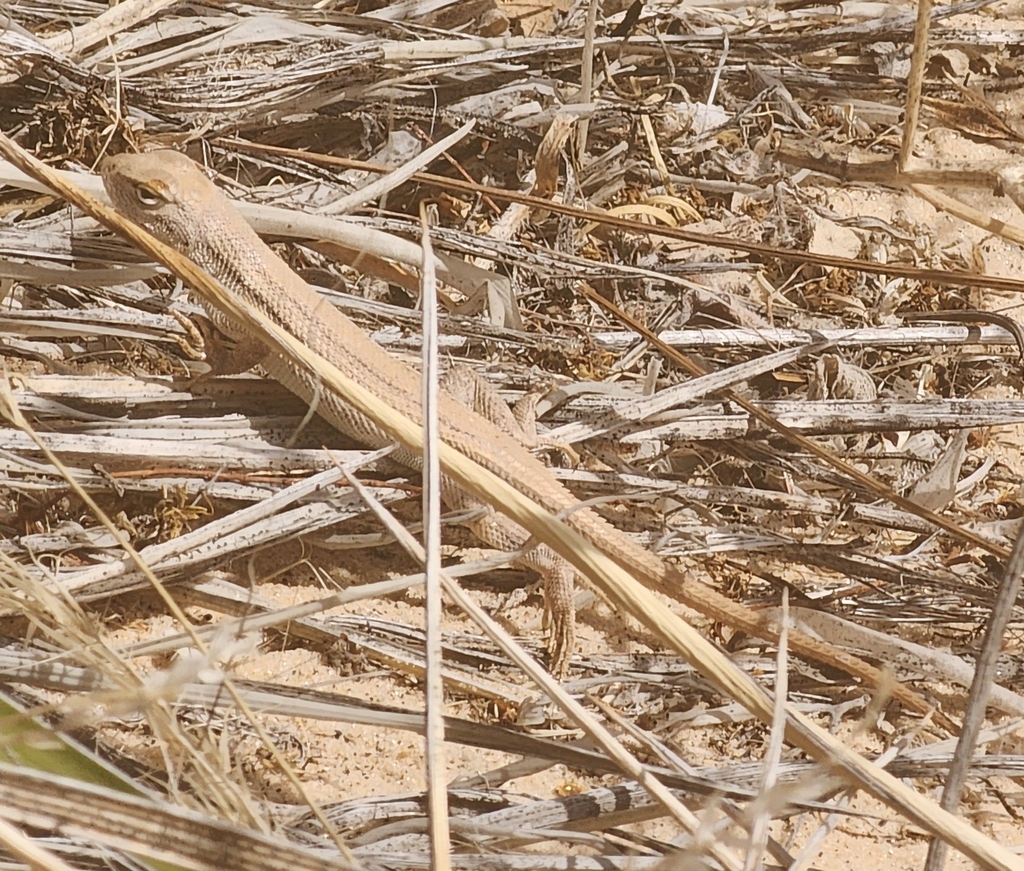 Dunes Sagebrush Lizard In March 2023 By Arica Shields · INaturalist