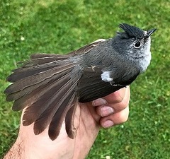Trochocercus cyanomelas cyanomelas