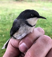 Apalis thoracica capensis