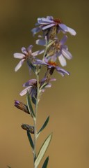 Athrixia phylicoides