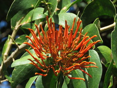 Psittacanthus schiedeanus