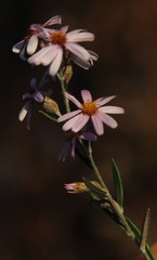 Athrixia phylicoides