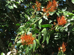 Psittacanthus schiedeanus