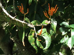 Psittacanthus schiedeanus