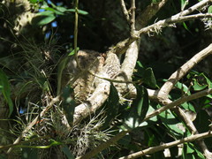 Psittacanthus schiedeanus