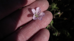 Geranium ornithopodon