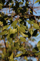 Maytenus undata