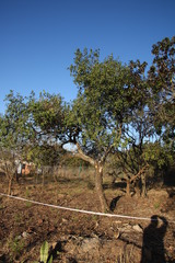 Maytenus undata