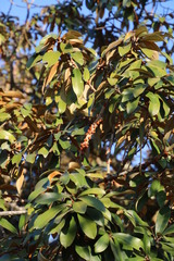 Englerophytum magalismontanum