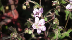 Geranium ornithopodon