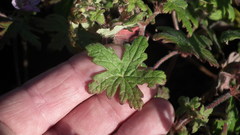 Geranium ornithopodon