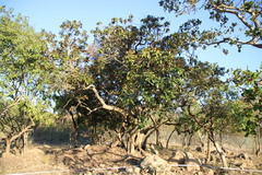 Englerophytum magalismontanum