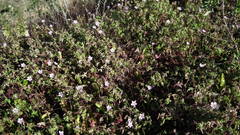 Geranium ornithopodon