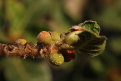 Ficus glumosa