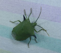 Biprorulus bibax
