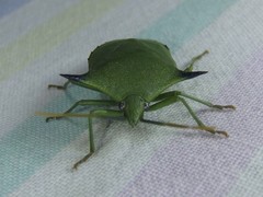 Biprorulus bibax