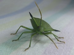 Biprorulus bibax