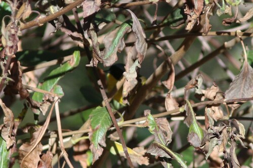 Hooded Yellowthroat (Geothlypis nelsoni), photo 4
