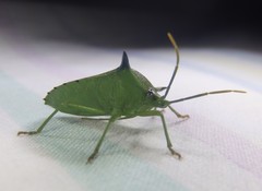 Biprorulus bibax