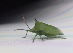 Biprorulus bibax
