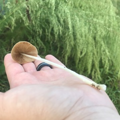 Conocybe apala albipes