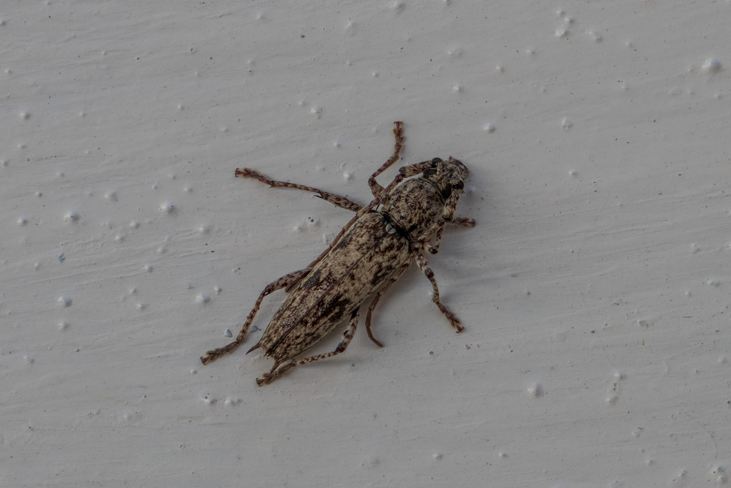 Elaphidion cayamae